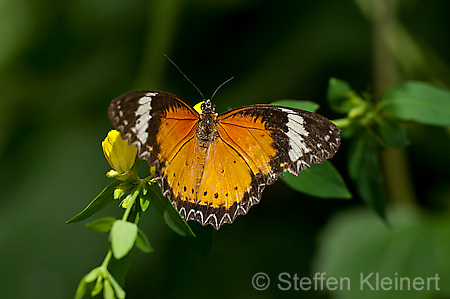 220 Leoparden-Netzfluegler - Cethosia cyane